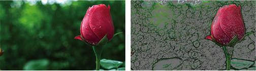 hoa hồng đỏ trong hiệu ứng photoshop1